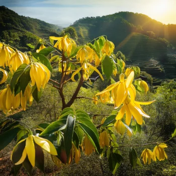 Ylang Ylang Complete - Image 4