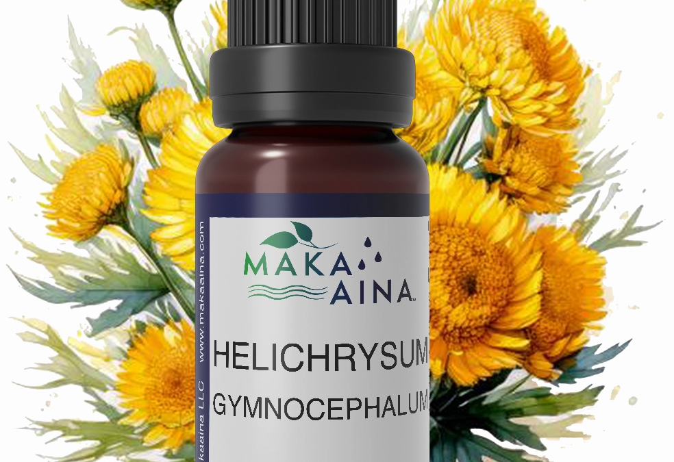 Helichrysum